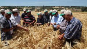 Çanakkale'de Arpa Tarla Günü yapıldı