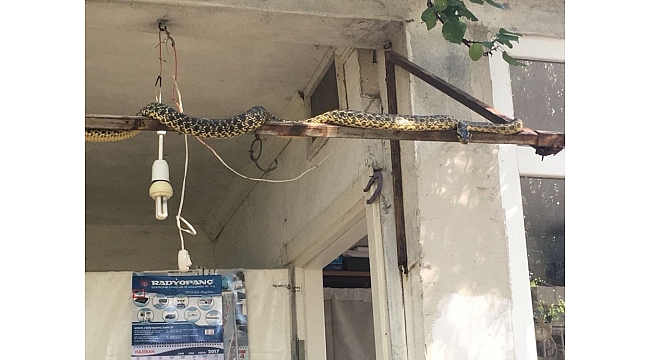 Çanakkale'de dev yılan vatandaşları korkuttu
