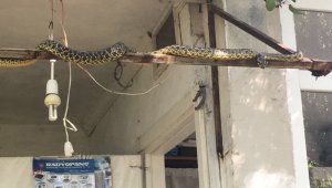 Çanakkale'de dev yılan vatandaşları korkuttu