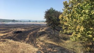 Ezine'de 20 dönümlük zirai alan yandı