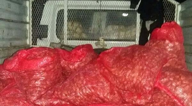 Gelibolu'da 1.5 Ton Kaçak Midye Ele Geçirildi