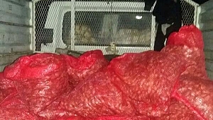 Gelibolu'da 1.5 Ton Kaçak Midye Ele Geçirildi