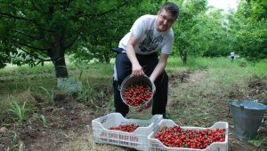 Kiraz üreticinin yüzünü güldürdü