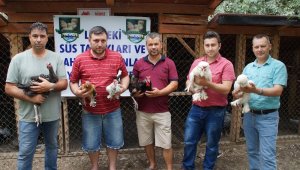 Milli tavuk ırkları koruma altına alınıyor