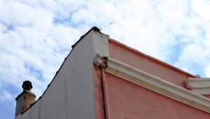 Sevimli kedi hayvansever tarafından kurtarıldı