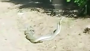 Yılanların ilginç dansı