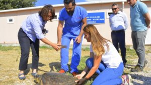 2 deniz kaplumbağası denize geri döndü