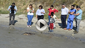 2 Deniz Kaplumbağası Denize Geri Döndü...