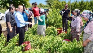 AK Parti'li Turan afet bölgesinde