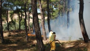 Bayramiç'te orman yangını