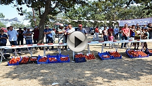 Biga'da Domates Şenliği Gerçekleşti...