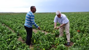 Biga'da tarlaları dolu vurdu