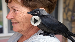 Bu karga kendini muhabbet kuşu sanıyor