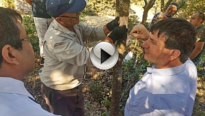 Çanakkale'de Antep fıstığı da yetişecek