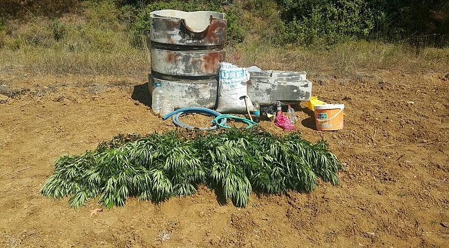 Çanakkale'de Uyuşturucu Operasyonu!!! 594 Adet Kök Kenevir Ele Geçirildi...