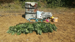 Çanakkale'de Uyuşturucu Operasyonu!!! 594 Adet Kök Kenevir Ele Geçirildi...