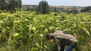 Çanakkale'de bin 666 kök kenevir ele geçirildi