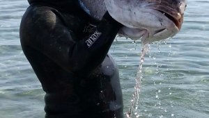 Dev balığı zıpkınla böyle avladı