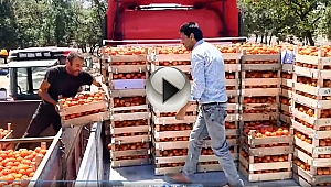 Gerçek Çanakkale Domatesinde Hasat Başladı