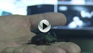 Gergedan Böceği Çanakkale'de Görüldü !!!