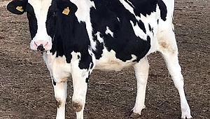 Kurban Bayramı'nda Büyük Baş Dişi Hayvan Kesimi Yasaklandı !!!