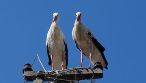 Lapseki'de yumurtadan çıkan leylekler göçe hazırlanıyor