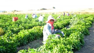 Biga'da biber hasadı başladı