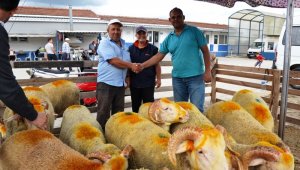 Biga'da canlı hayvan borsası canlandı