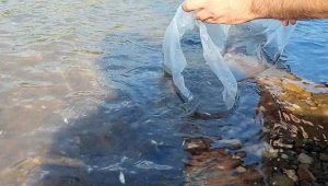 Çanakkale'de 105 bin sazan yavrusu göletlere salındı