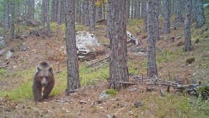 Çanakkale'de yaban hayatı fotokapanla görüntülendi