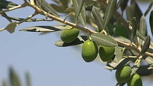 Gülpınar'da Zeytin Mücadelesi Ve İnancın Zaferi...