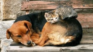 Hayvanseverlerden tatil uyarısı