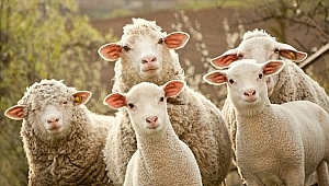 İki ayrı kazada 14 koyun telef oldu