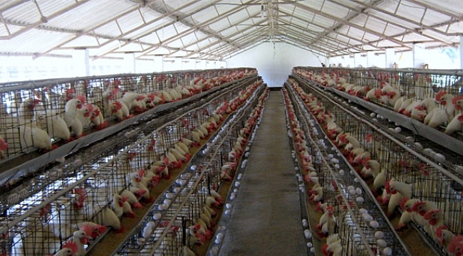 Kümes Hayvancılığı Üretimi İstatistikleri Açıklandı...