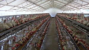 Kümes Hayvancılığı Üretimi İstatistikleri Açıklandı...