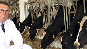  "Kurban Bayramı'nda dişi hayvan kesmeyin"