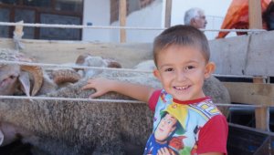 Lapseki'de kurbanlık küçükbaş hayvan pazarı kuruldu