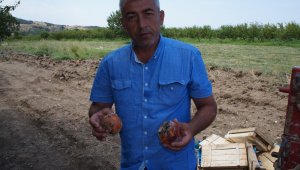 Tonlarca şeftali çöpe dökülüyor