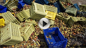 Tonlarca Şeftali Çöpe Dökülüyor!!! Üreticiler Kara Kara Düşünüyor...