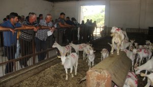 Üniversiteli keçiler kapışıldı