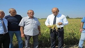 Biga'da çeltik hasadı başladı