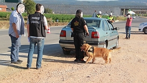 Biga'da Narkotik Köpeği ile Operasyon Başladı...