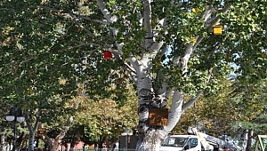 Karabiga Belediyesi ağaçlara kuş evleri koydu