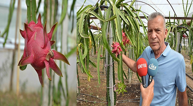 Muğlalı Çiftçinin Alternatif Ürün Umudu: Ejder Meyvesi !