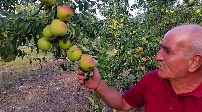  (Özel Haber) Zararlı böceklere karşı armut ağaçlarını tütün suyu ile koruyor