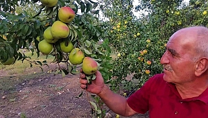  (Özel Haber) Zararlı böceklere karşı armut ağaçlarını tütün suyu ile koruyor