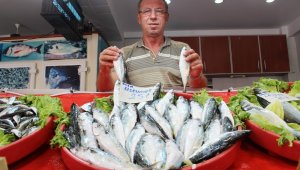 Palamutun yerini uskumru aldı