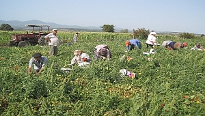 Salçalık domates 45 kuruş