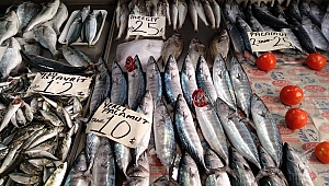 Yerli palamut tane 10 liradan satışa çıktı