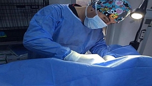 Biga'da kediye başarılı ameliyat